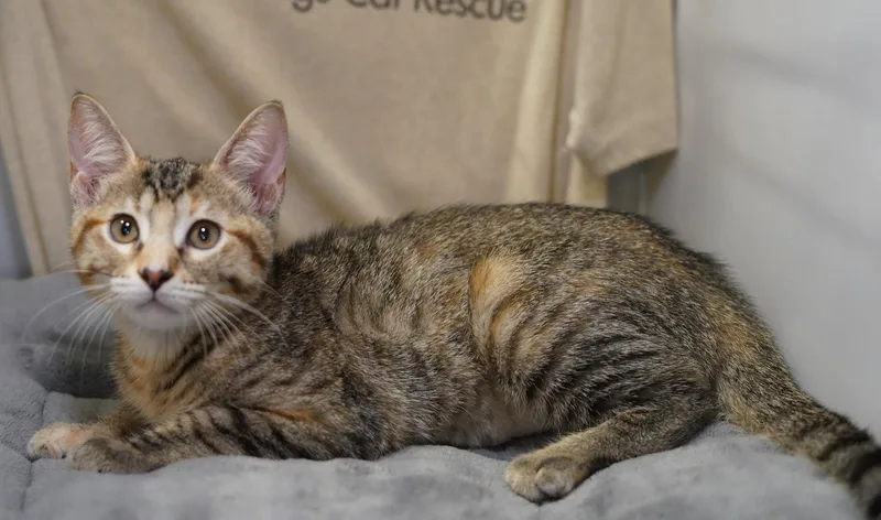 Leeloo thumbnail 2