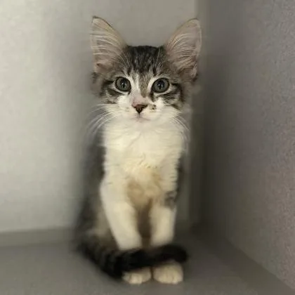 A baby medium-sized male Tabby cat named Bear for adoption in Red Bluff, CA