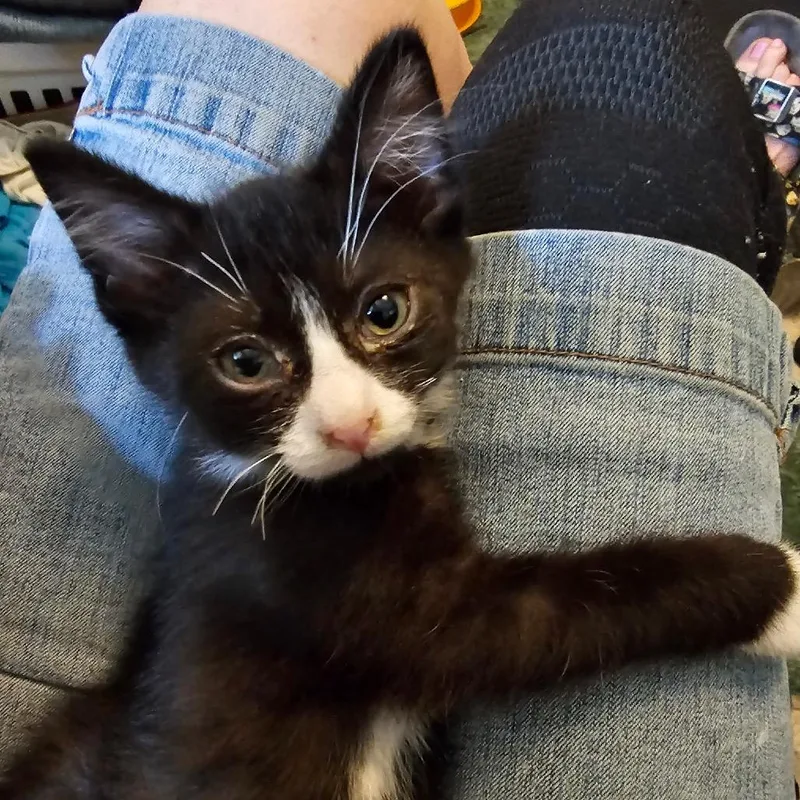 A baby small-sized male Black Domestic Short Hair cat named CheckersOrange Collar for adoption in Carroll, IA