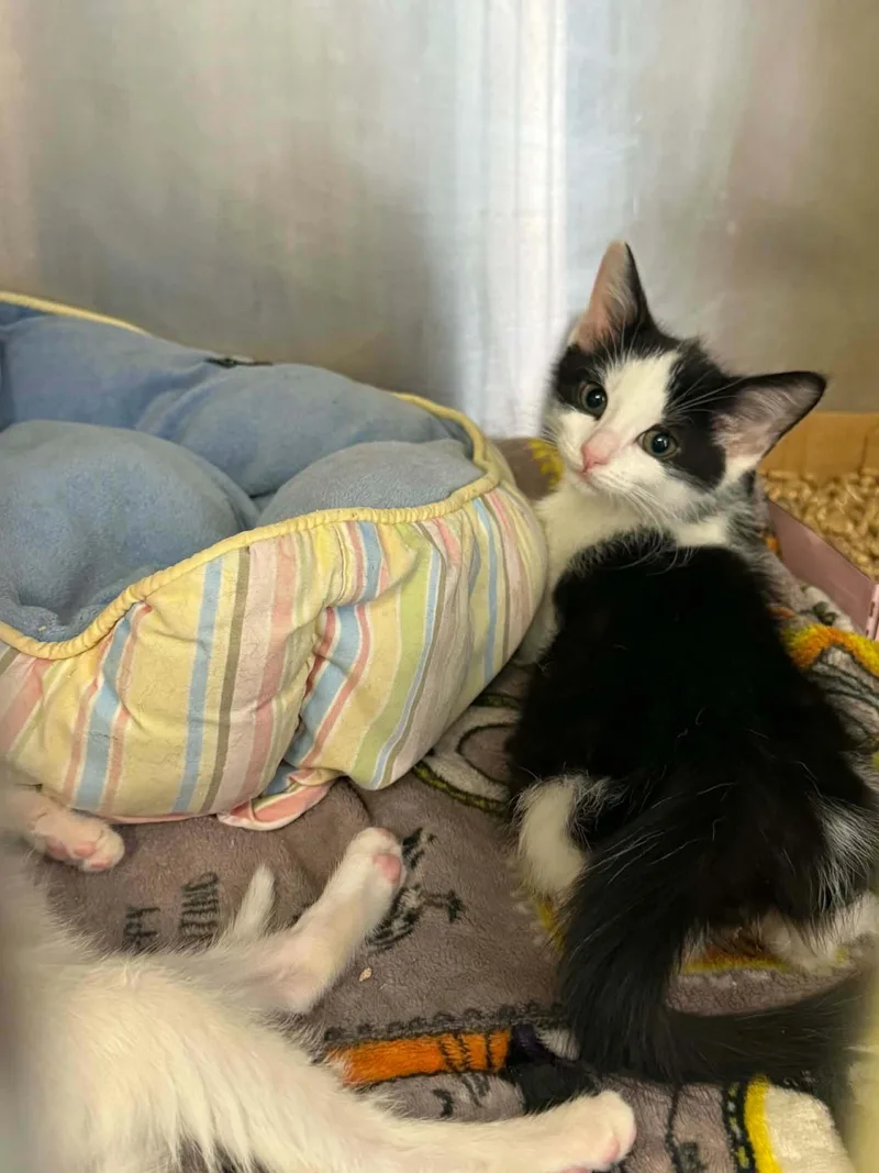 A baby small-sized male Domestic Short Hair cat named Gable for adoption in Knoxville, TN