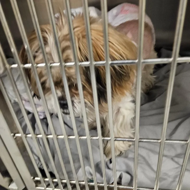 An adult small-sized male Yellow / Tan / Blond / Fawn Mixed Breed dog named Ivan for adoption in Philadelphia, PA