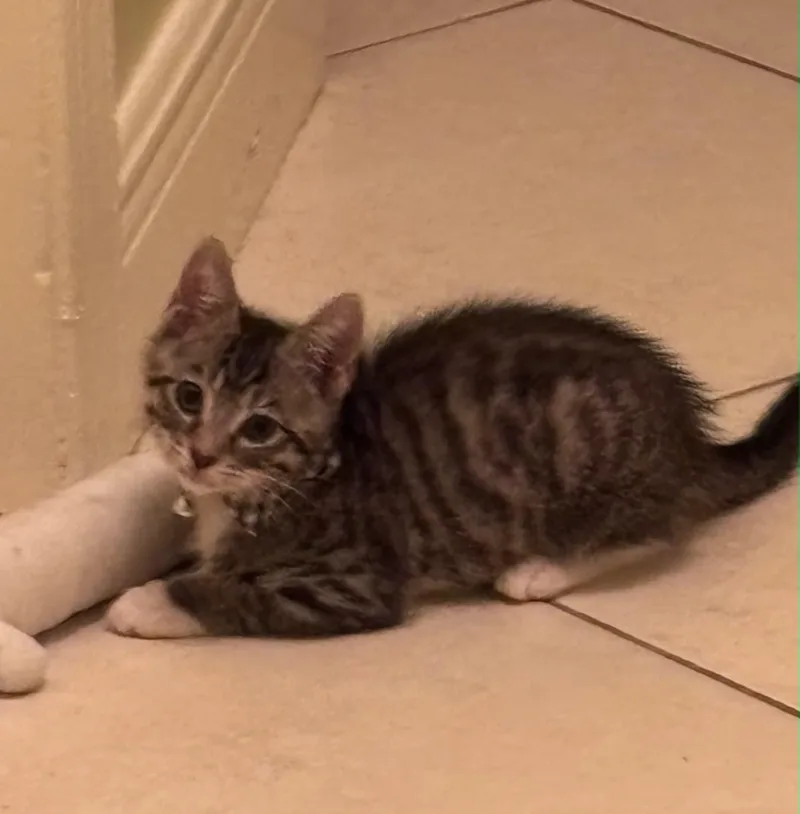 A baby medium-sized male Tabby (Brown / Chocolate) Domestic Short Hair cat named Loomis for adoption in Lauderhill, FL