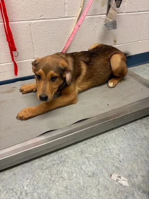 A baby medium-sized female Cane Corso dog named Rosebud for adoption in Warrenton, NC