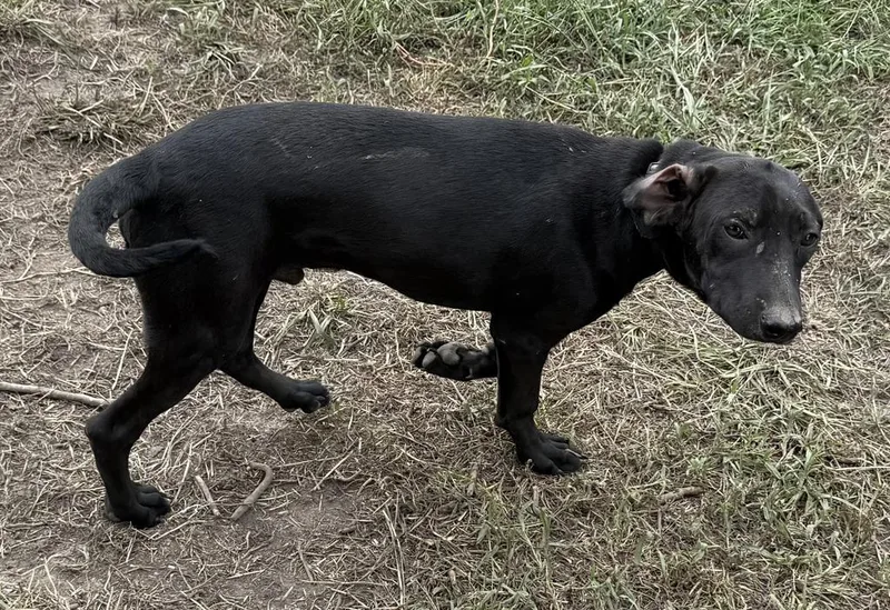 A baby medium-sized male Mixed Breed dog named Jerry for adoption in Florence, SC