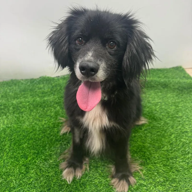 An adult medium-sized male Black Mixed Breed dog named Thomas for adoption in Columbia, MO
