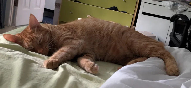 A young large-sized male Tabby cat named Ollie for adoption in Churchville, PA
