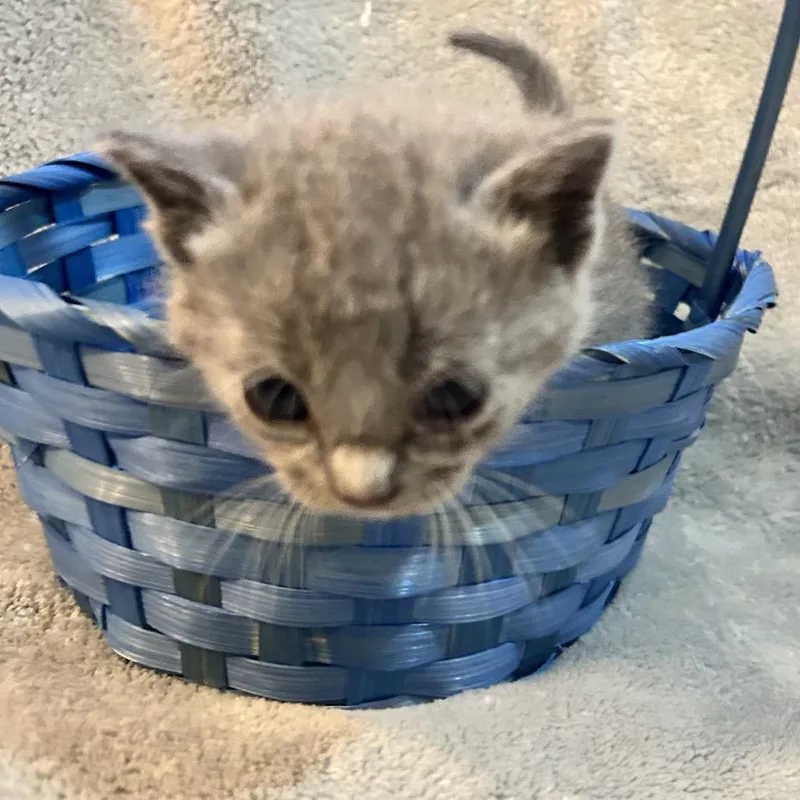 A baby small-sized female Gray / Blue / Silver Domestic Long Hair cat named Roux for adoption in Madisonville, TN