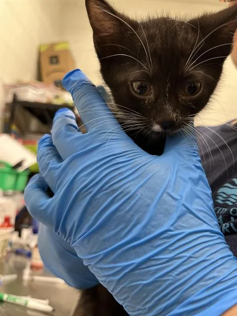 A baby small-sized female Domestic Short Hair cat named A for adoption in Chula Vista, CA