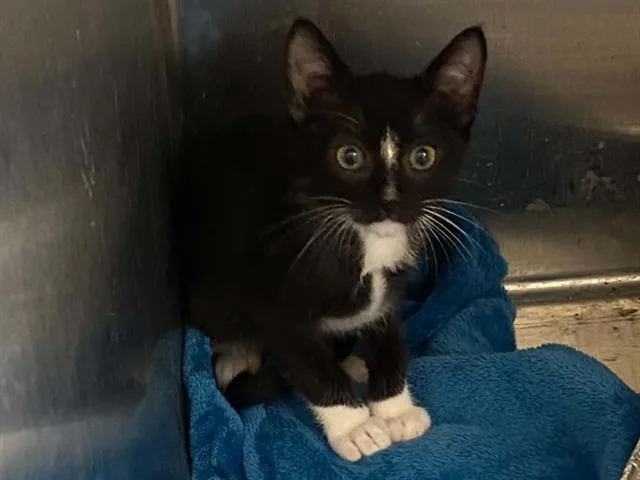 A baby small-sized female Domestic Short Hair cat named Dove for adoption in Tustin, CA