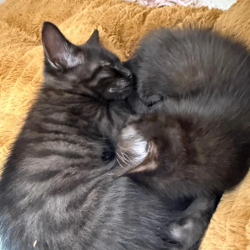 A baby small-sized male Domestic Short Hair cat named Peep for adoption in Cumming, GA