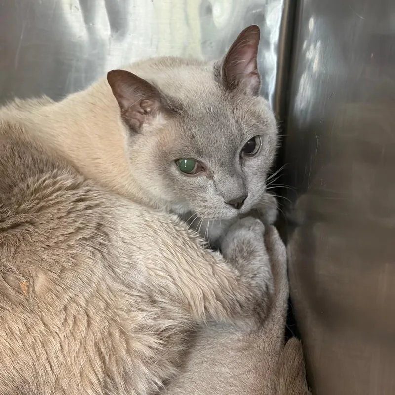 A senior medium-sized male Domestic Short Hair cat named Jedi for adoption in Cumming, GA