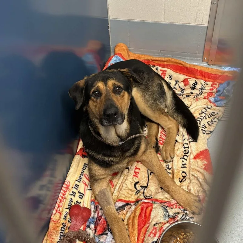 An adult large-sized male Black German Shepherd Dog dog named Bear for adoption in Beaumont, TX