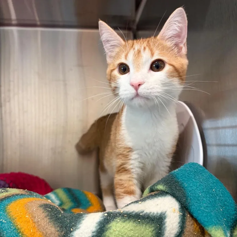 A baby medium-sized male Domestic Short Hair cat named Leo for adoption in Cumming, GA