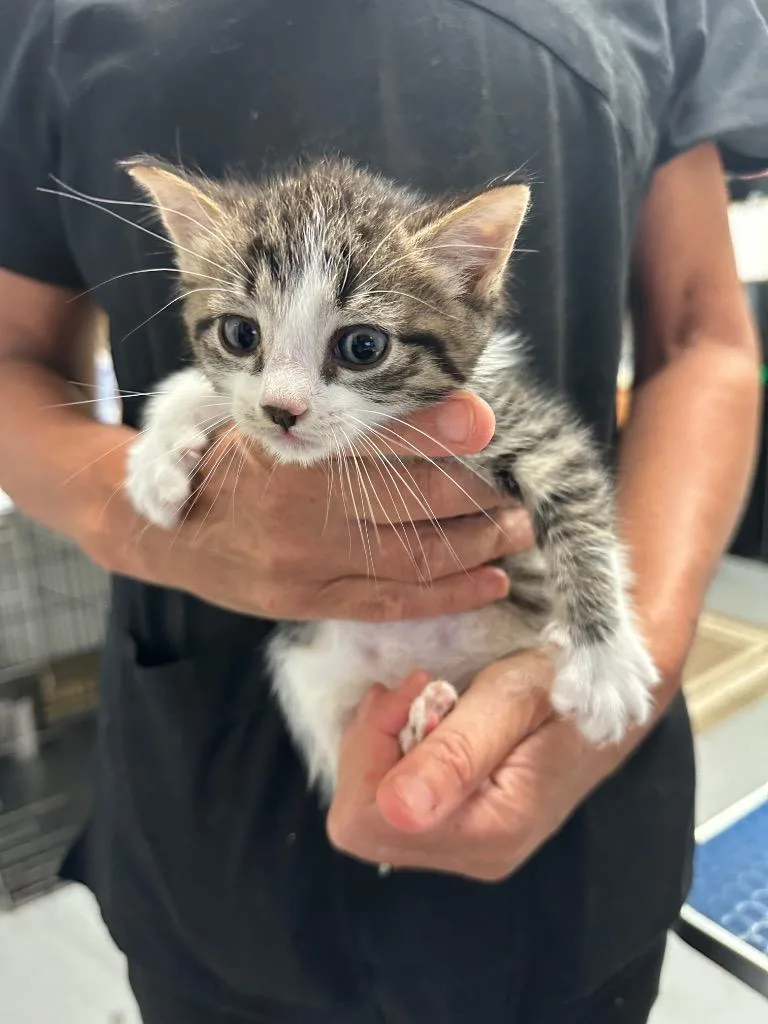 A baby small-sized male Domestic Short Hair cat named Helium for adoption in Ewing, NJ