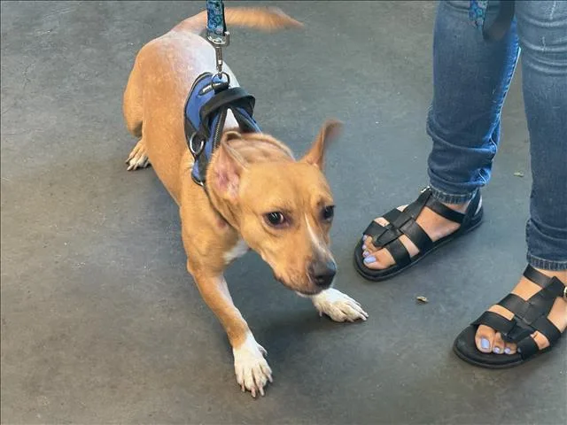 A young medium-sized male Chihuahua dog named Goofy for adoption in Chatsworth, CA