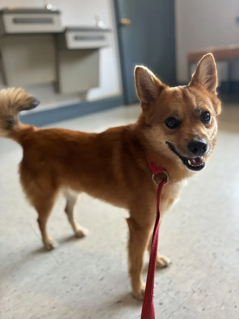 A young medium-sized male Pomeranian dog named Ricky Ricardo for adoption in Raleigh, NC