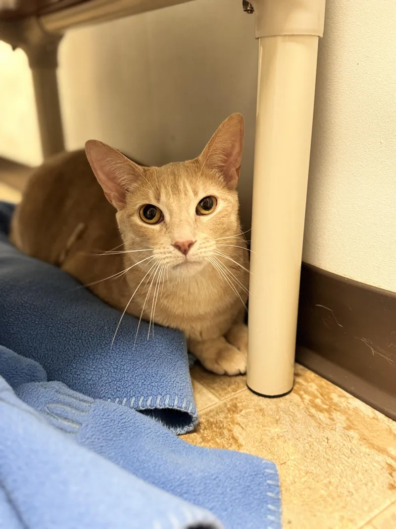 An adult large-sized male Buff & White Domestic Short Hair cat named Waylon for adoption in Dodgeville, WI