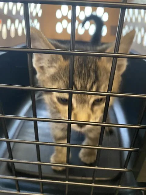 A baby small-sized male Domestic Short Hair cat named Buster for adoption in West Valley City, UT