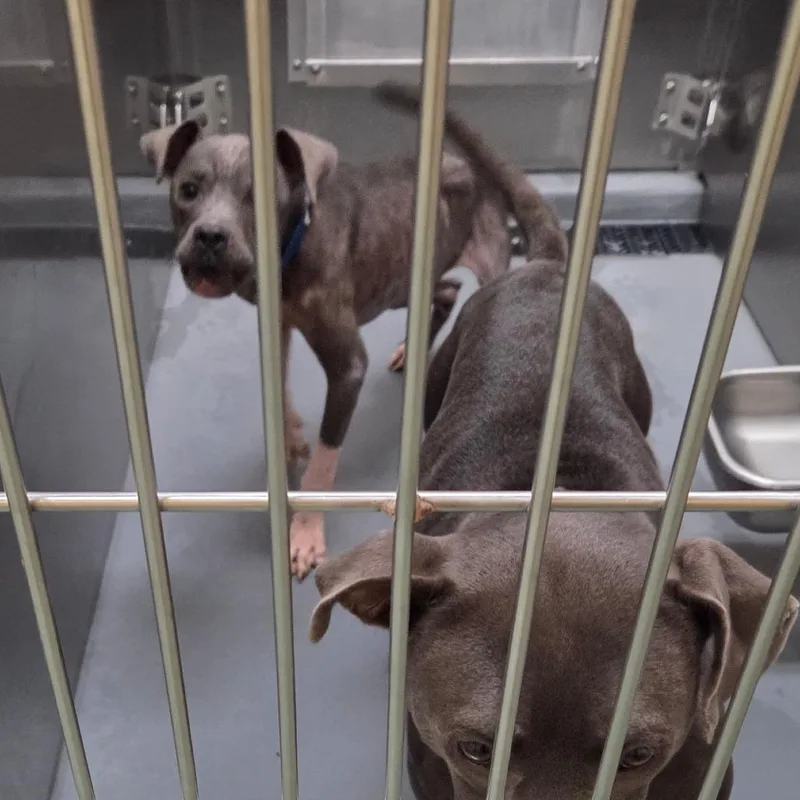 A young medium-sized male Gray / Blue / Silver Mixed Breed dog named Graham for adoption in Memphis, TN