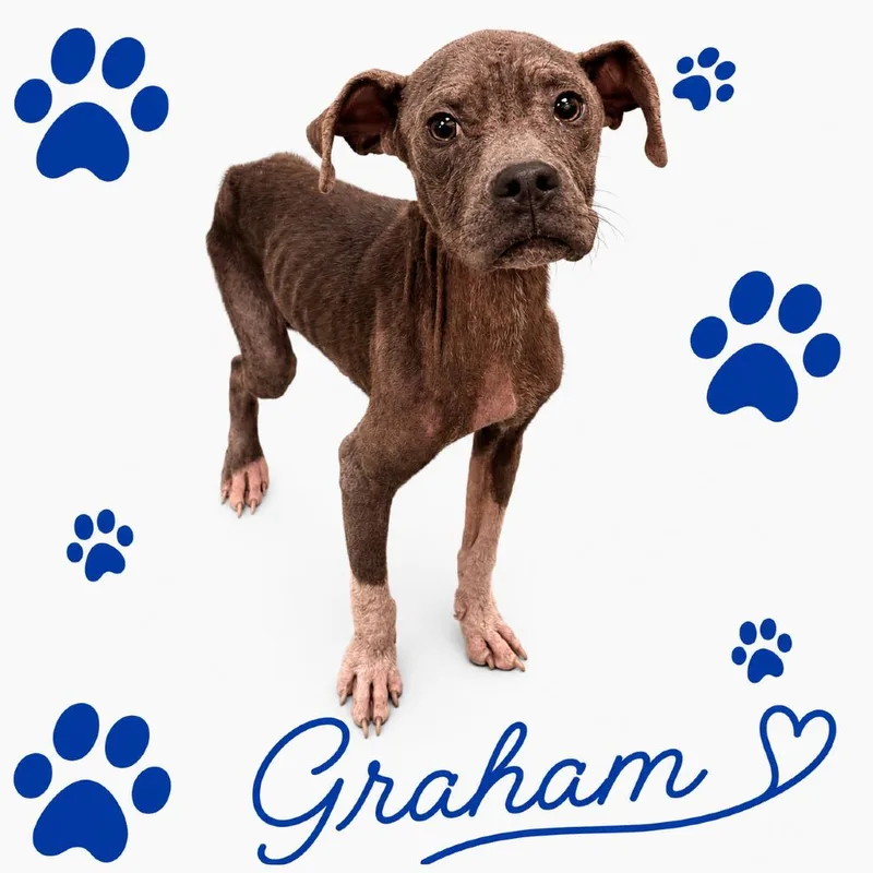 Graham thumbnail 2
