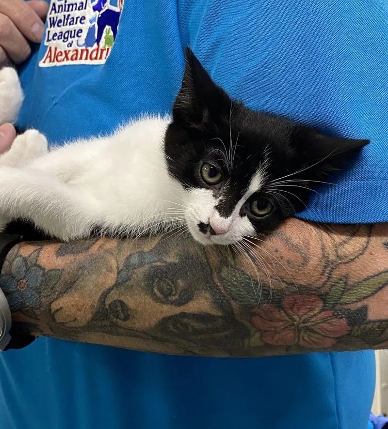 A baby small-sized female Black Domestic Short Hair cat named Borg for adoption in Alexandria, VA