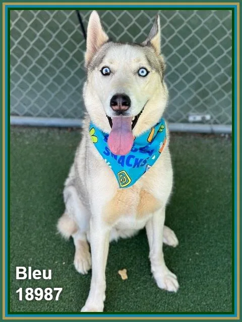 An adult large-sized male Gray / Blue / Silver Siberian Husky dog named Bleu for adoption in Marietta, GA