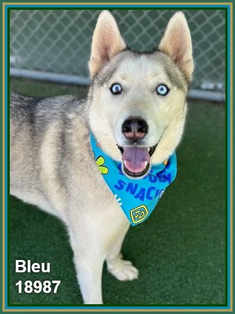 Bleu thumbnail 3