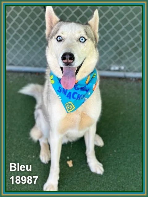 Bleu thumbnail 5