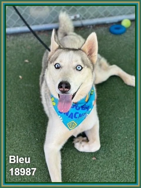 Bleu thumbnail 6