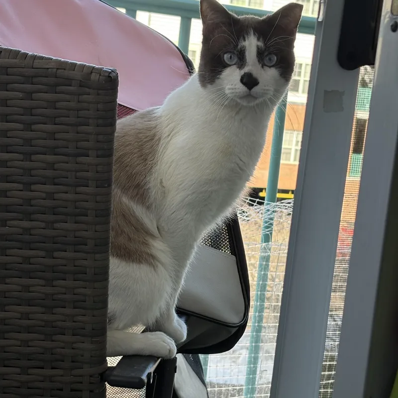 Charming  Blueeyed Coquito thumbnail 2