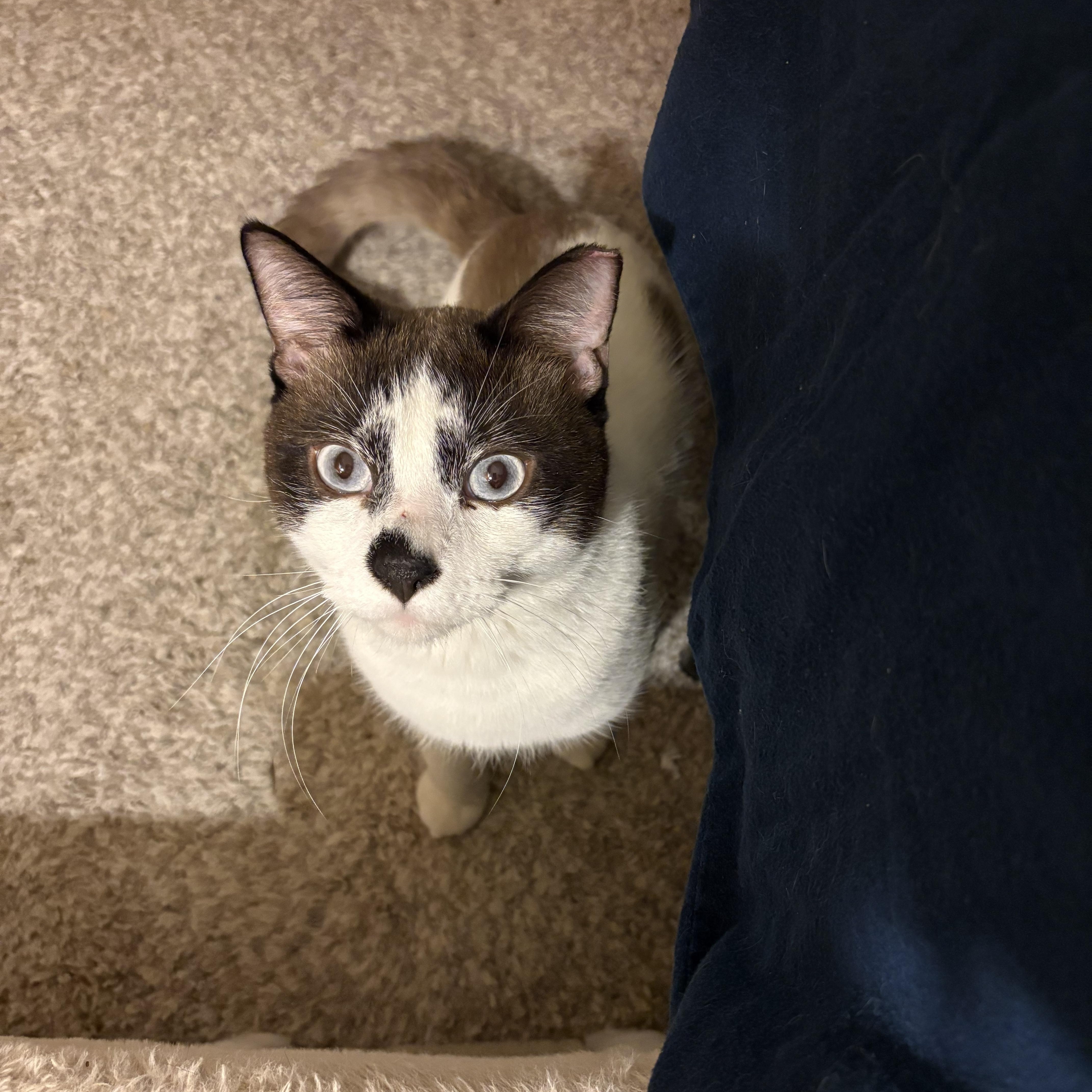 Charming  Blueeyed Coquito thumbnail 4