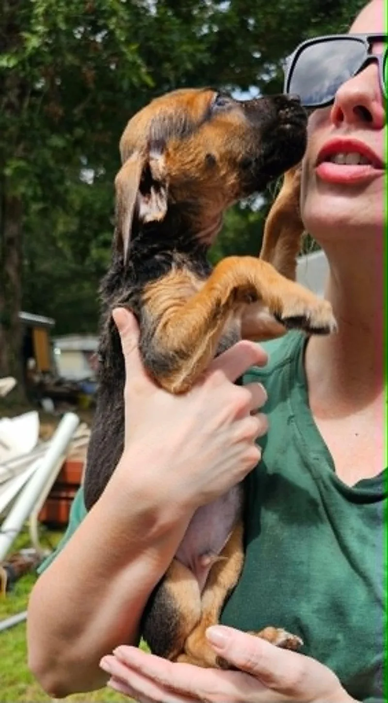 A baby large-sized male Bicolor Treeing Walker Coonhound dog named Waggsley for adoption in Clinton, WI