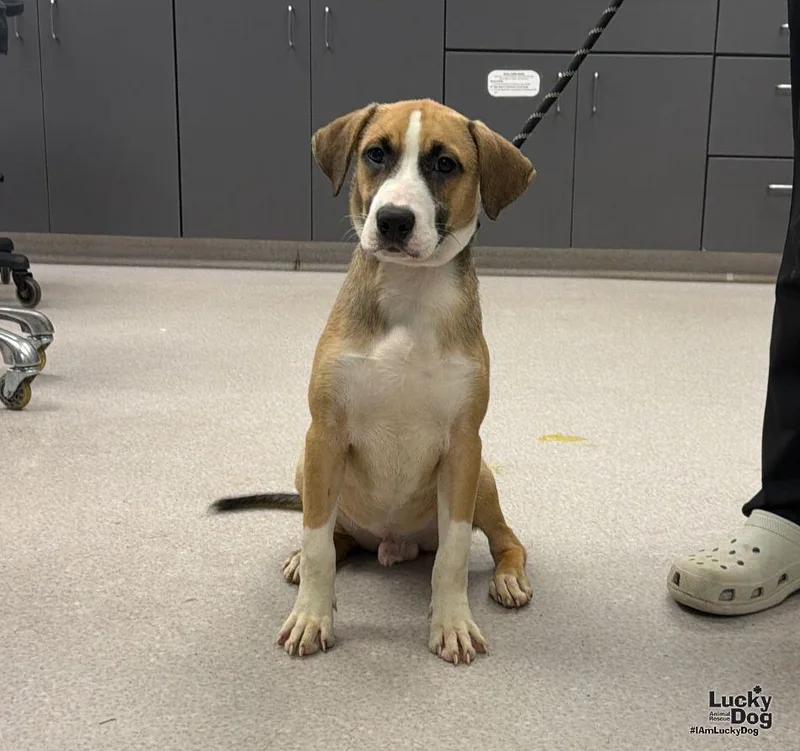 A young medium-sized male Labrador Retriever dog named Shiloh for adoption in Washington, DC