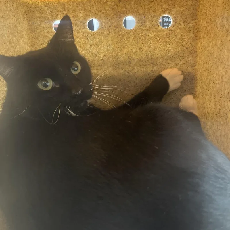 An adult medium-sized female Black Domestic Short Hair cat named Glenda for adoption in Philadelphia, PA