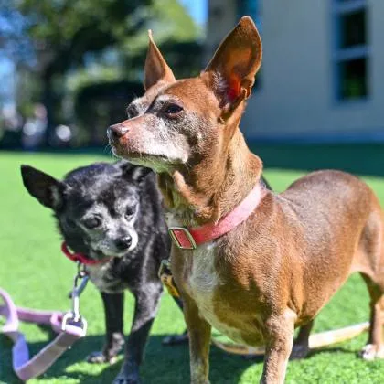 Bella Rose & Tinkerbell thumbnail 2