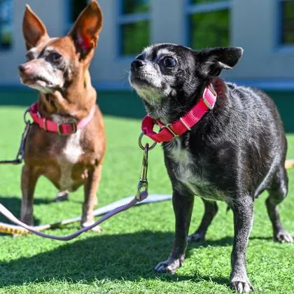 Bella Rose & Tinkerbell thumbnail 3