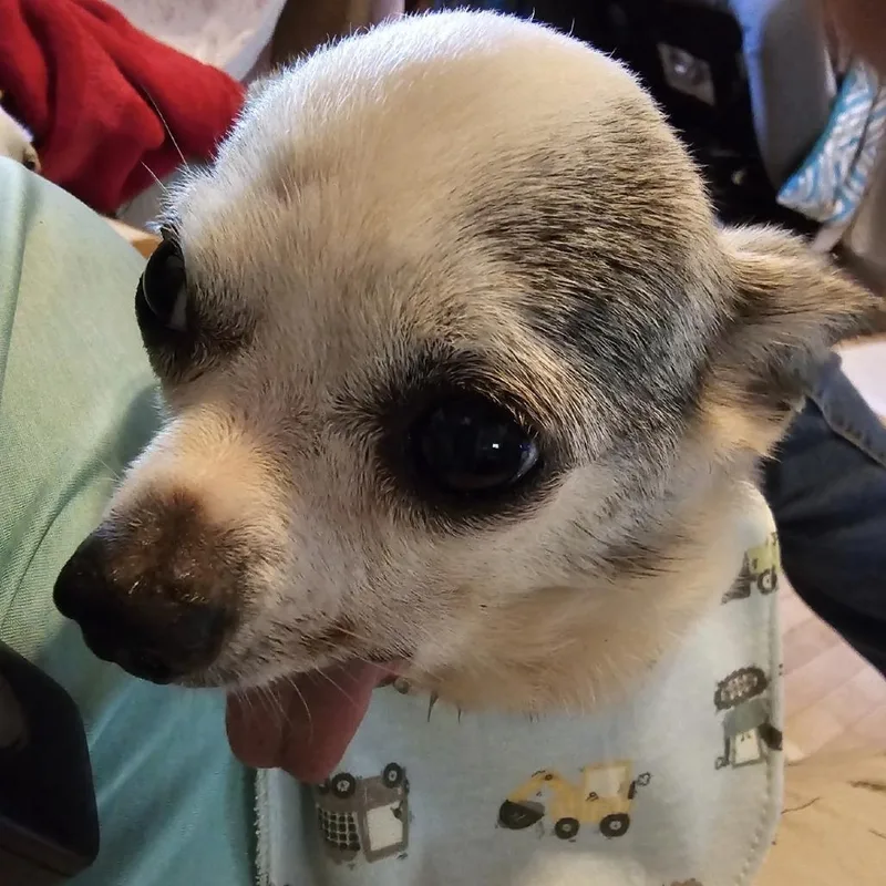 Peppy thumbnail 2
