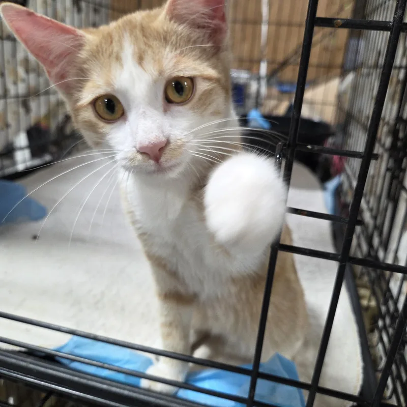 A baby small-sized female Orange & White Domestic Short Hair cat named Pumpkin for adoption in Columbia, MO