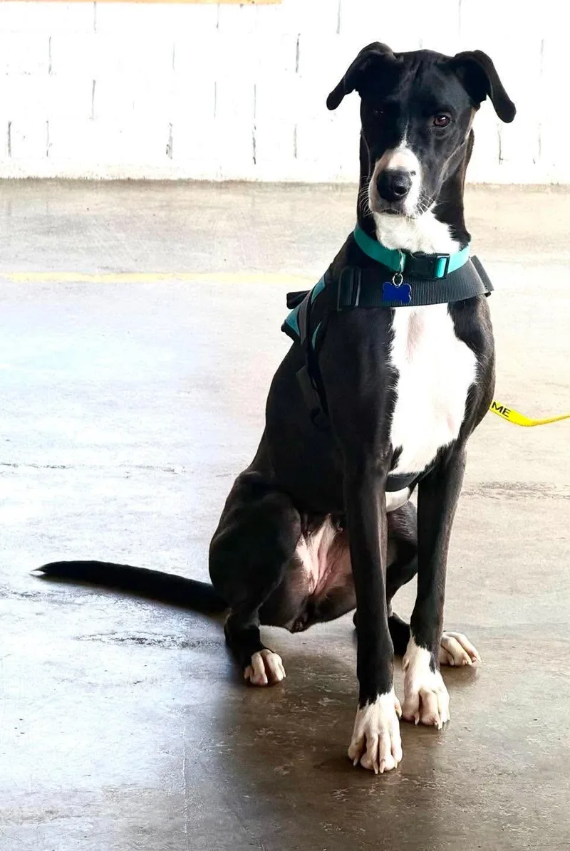 Lady Roxy