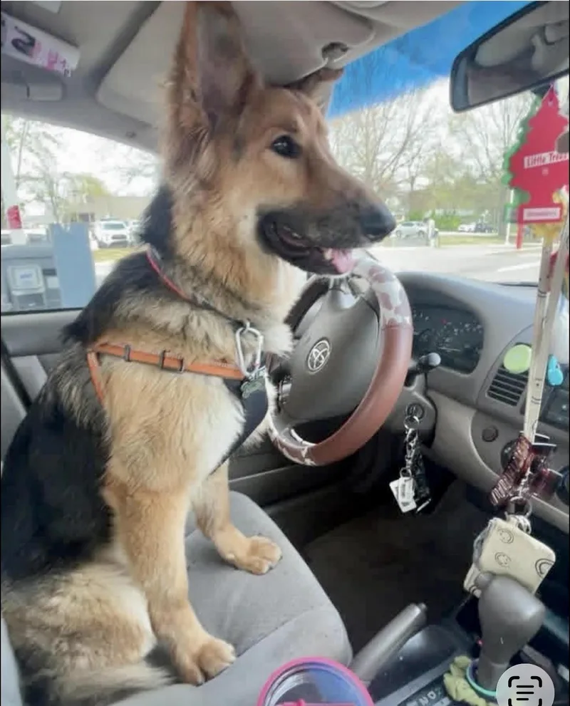 An adult medium-sized female Collie dog named Lassie for adoption in Hillside, IL