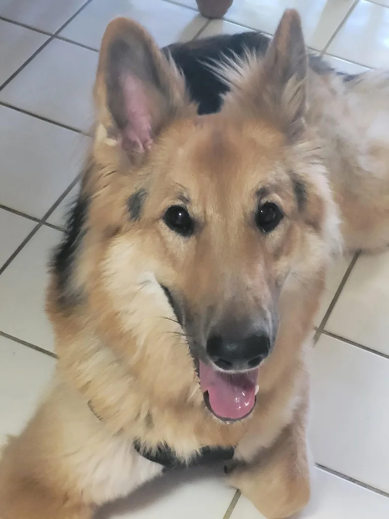 Lassie thumbnail 2