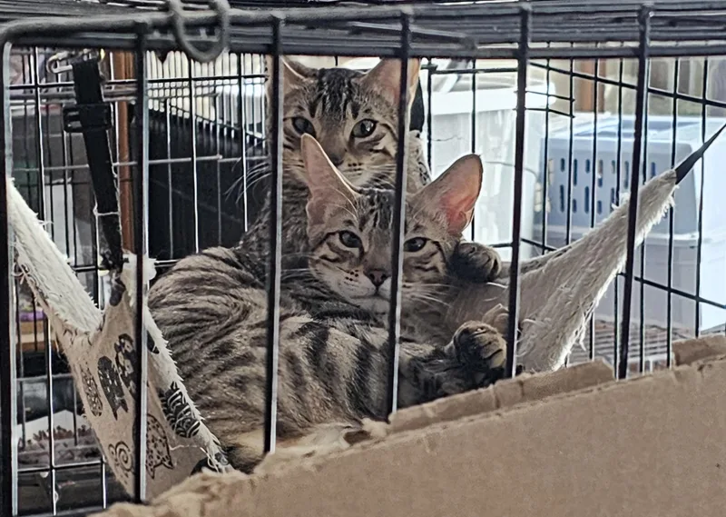 A young large-sized female Bengal cat named Maxine Bonded With Alexandria for adoption in Clawson, MI