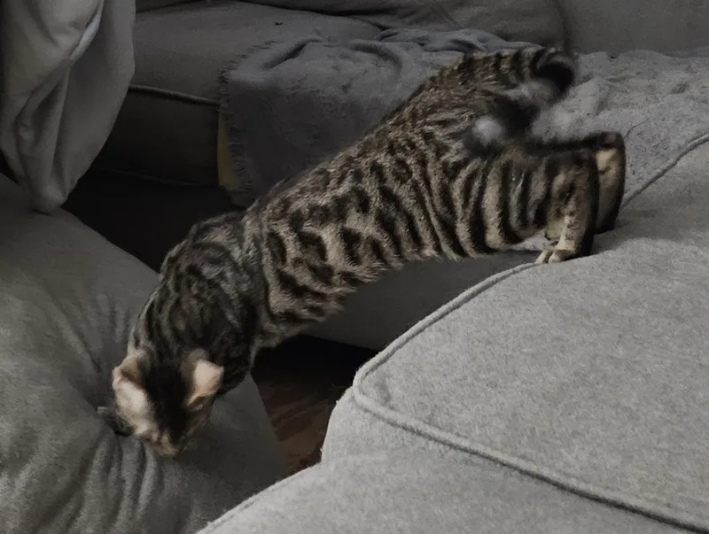 Maxine Bonded With Alexandria thumbnail 6
