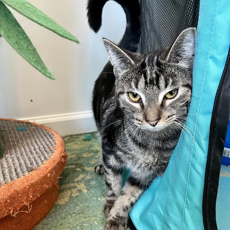 An adult small-sized female Brown / Chocolate Domestic Short Hair cat named Anise for adoption in Gibsonia, PA