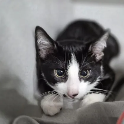 A baby small-sized male Domestic Short Hair cat named Spot for adoption in Sacramento, CA