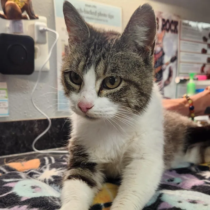 A young medium-sized female Brown / Chocolate Domestic Short Hair cat named Lyla for adoption in Brighton, MO