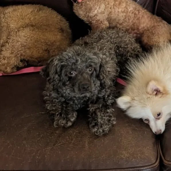 An adult small-sized female Brown / Chocolate Miniature Poodle dog named Tootsie for adoption in Rochester, MN