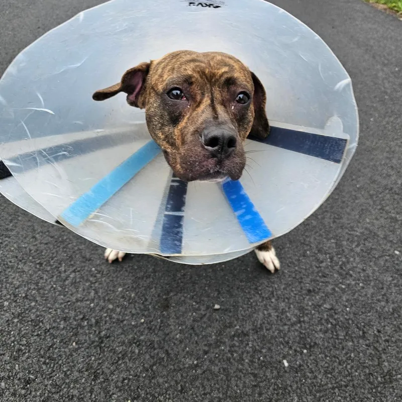 An adult medium-sized female Brindle Pit Bull Terrier dog named Mouse for adoption in Middletown, NY