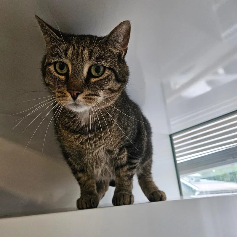 An adult large-sized male Brown / Chocolate Domestic Short Hair cat named Beans for adoption in Ridgely, MD