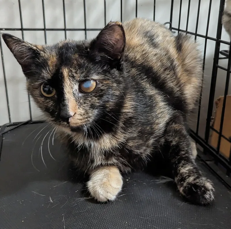 A young small-sized female Tortoiseshell Domestic Short Hair cat named Bostonita for adoption in Seven Valleys, PA